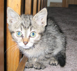 Wide-eyed kitten